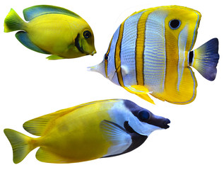 marine aquarium fish