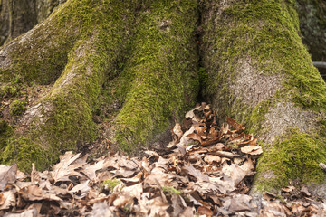old beech tree foot covered of moss and leaves