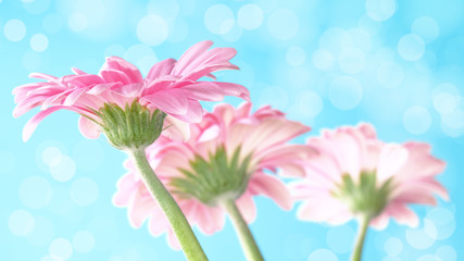 Blumen pink