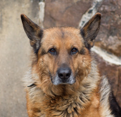 schäferhund mit grauem bart