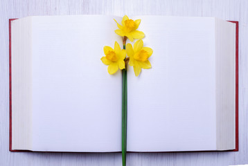 three yellow narcissus on open book