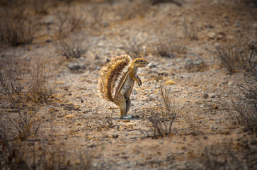 South African ground squirrel in Kalahari desert, Botswana