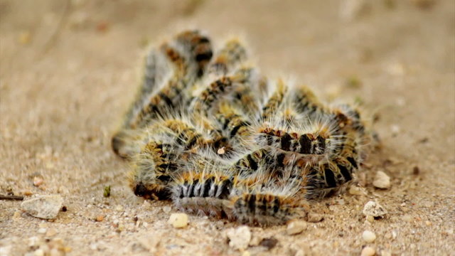 Pine processionary (Species: Thaumetopoea pityocampa).