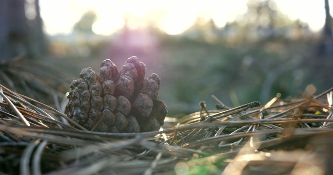 Pine cone on the needles - a walk in the woods