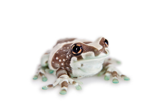 Amazon Milk Frog isolated on white