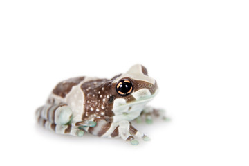 Amazon Milk Frog isolated on white