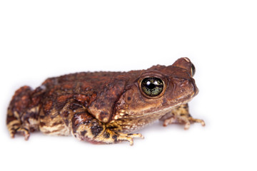 The cuban toad, Bufo empusus, on white