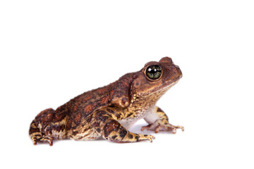 The cuban toad, Bufo empusus, on white