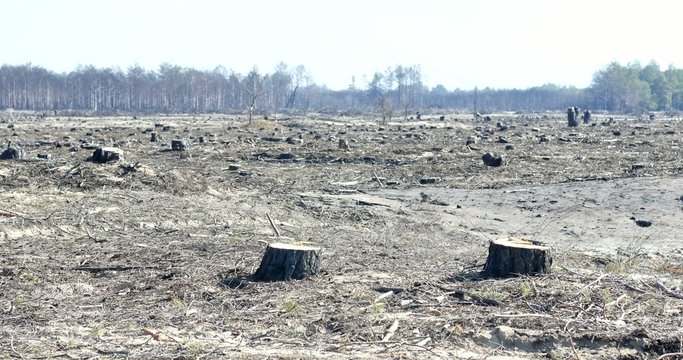 Stumps from the pine forest felling after a forest fire