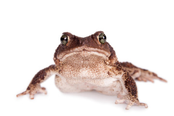 The cuban toad, Bufo empusus, on white