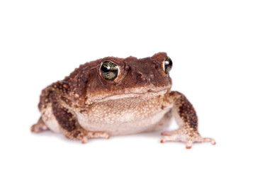 The cuban toad, Bufo empusus, on white