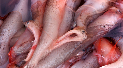 Tiefseefische