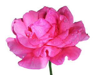 Flower of rose