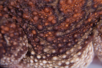 The cuban toad, Bufo empusus, on white