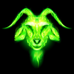 Fototapeta premium Goat
