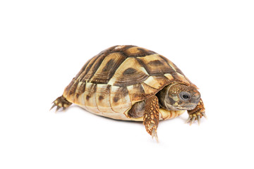 Turtle isolated