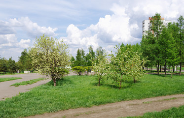 Spring landscape in city parking, Omsk, Russia.