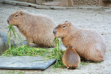 草を食べるカピバラの家族