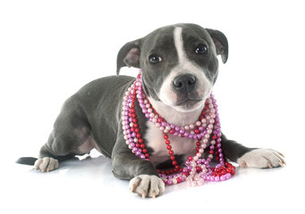 puppy staffordshire bull terrier