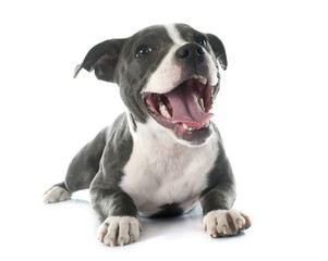 chiot staffordshire bull terrier