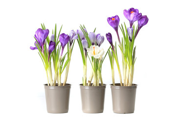 groupe de crocus violets