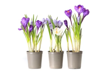 Photo sur Plexiglas Crocus groupe de crocus violets