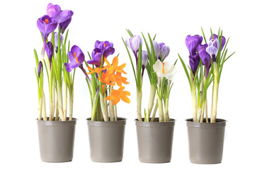 group purple crocuses