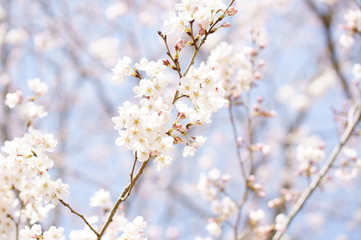 桜