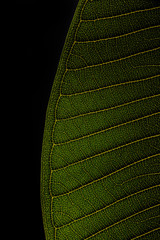 Leaf texture