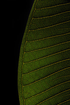 Leaf texture