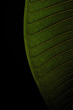 Leaf texture