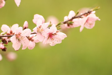 桃の花