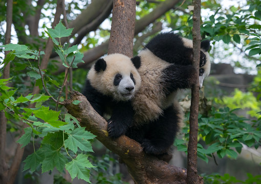 Young panda bears playing in tree