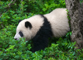 Panda bear