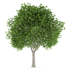 london plane tree isolated on white background