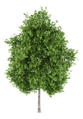 Fototapeta premium london plane tree isolated on white background