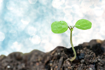 New life on bokeh background