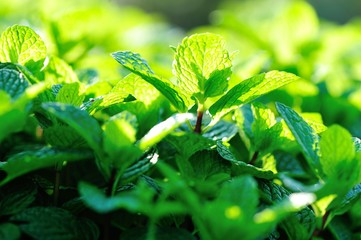 mint plant grow at vegetable garden
