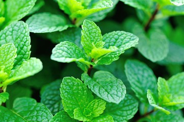 mint plant grow at vegetable garden © lzf