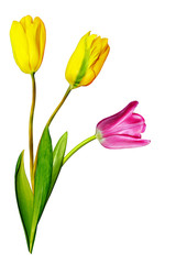 Yellow and pink tulips isolated on white background