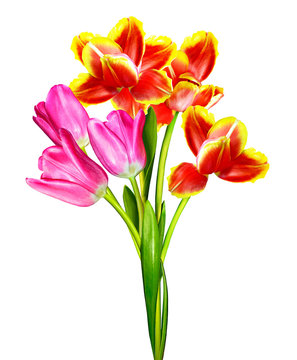 Flowers, tulips