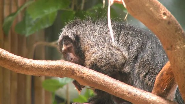 Pale-faced Saki monkeys. Males are black with white faces