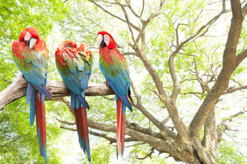 parrots macaw in theforest