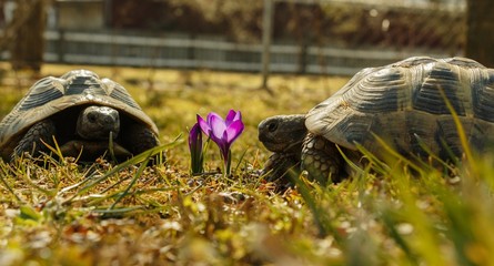 Schildkr&ouml;ten mit Krokus im Fr&uuml;hling