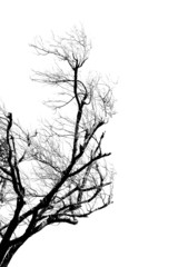 Dead tree monochrom background.