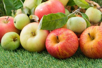 assorted fresh garden apples on green grass