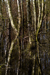 Flooded Birch forest, trees reflected in dark water