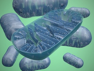 Mitochondria - obrazy, fototapety, plakaty