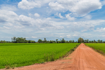 countryside farm track running through rice fields on the thaila