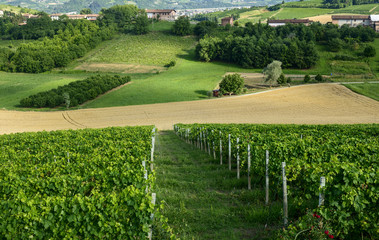 Summer landscape in Monferrato (Italy)